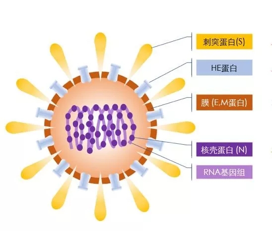 疫情来势汹汹，如何做好个人防护？这些问题要明白！ 行业热点 第2张