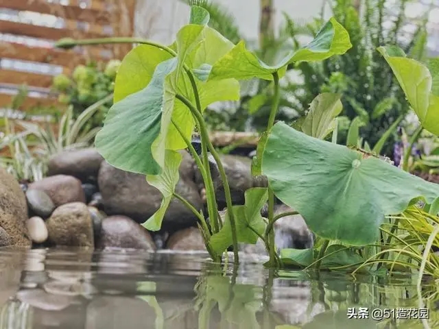 南北花园给排水问题差异大，你知道吗？ 新闻资讯 第3张