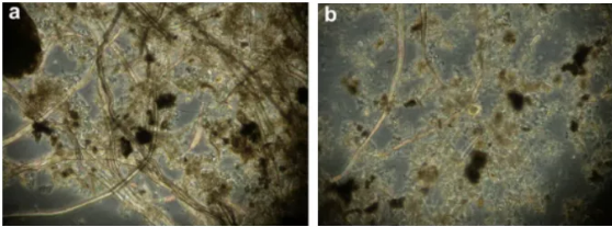 纤维素对污水生物处理系统性能的影响及机理分析 新闻资讯 第1张