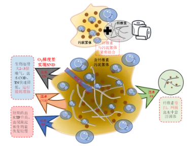 纤维素对污水生物处理系统性能的影响及机理分析 新闻资讯 第7张